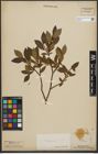 Foto von Salix phylicifolia L.